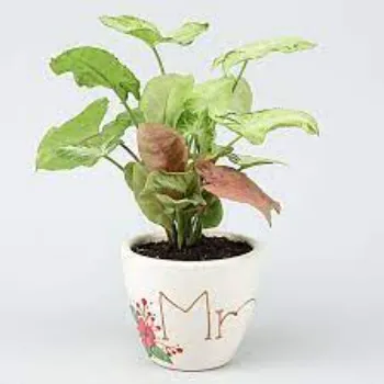 Natural Syngonium 